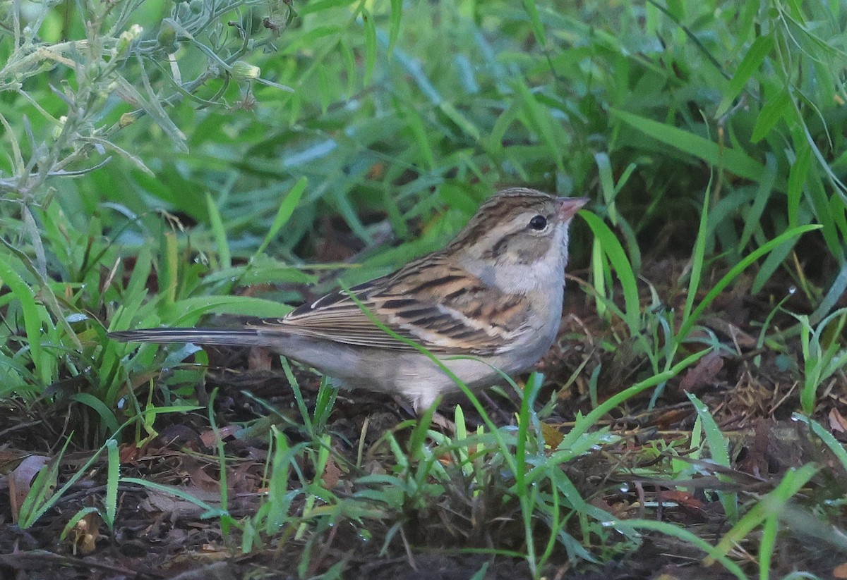 strnádka vrabcovitá - ML643365504