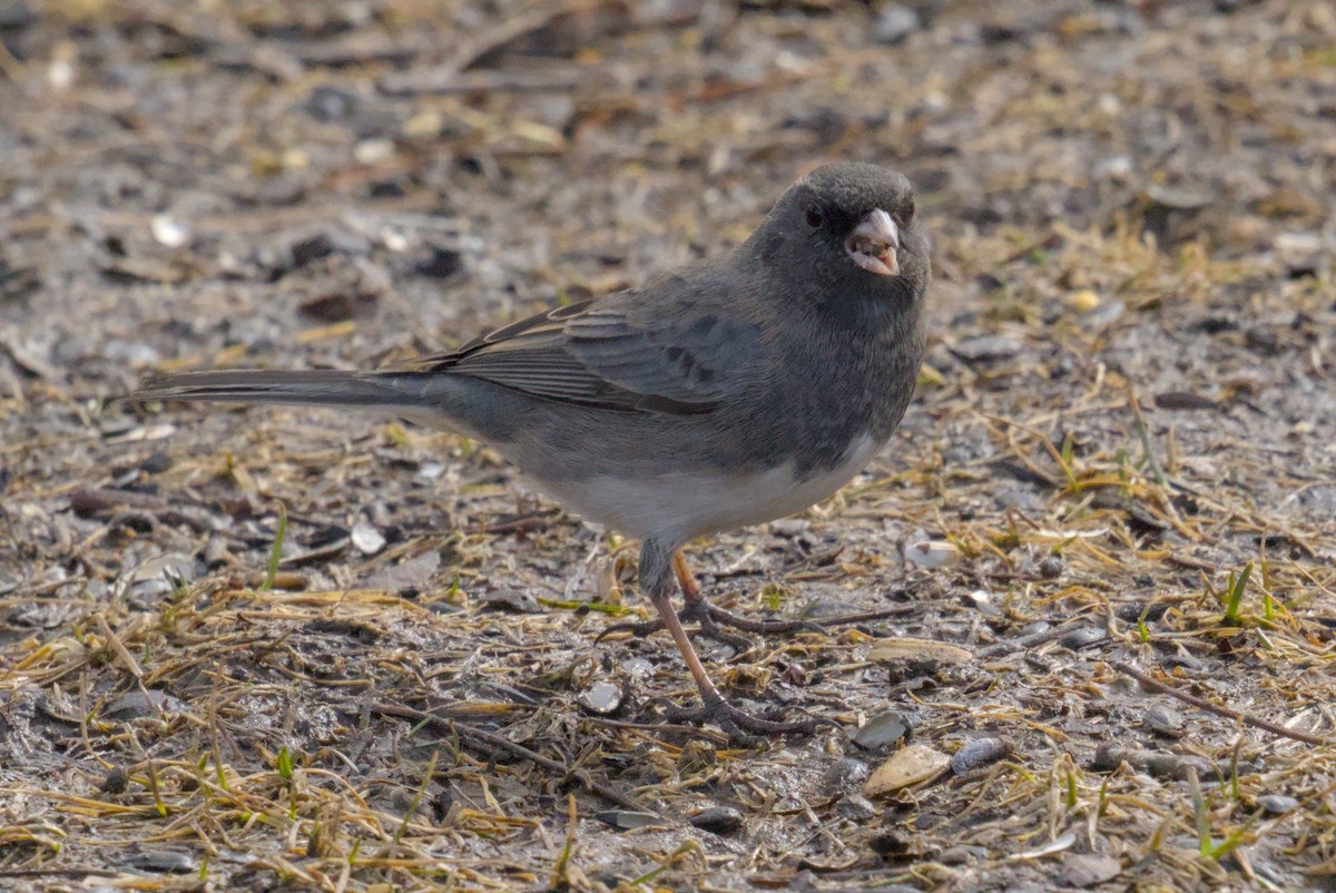 Dark-eyed Junco - ML643365514