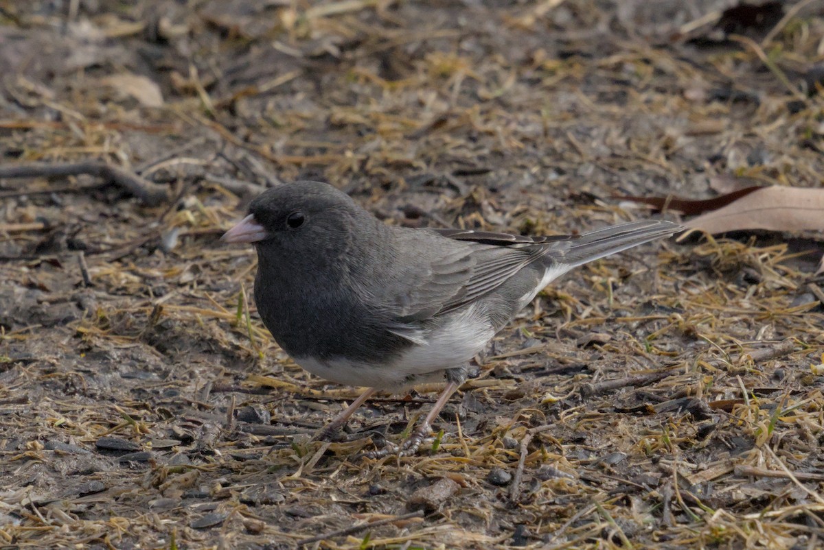 Dark-eyed Junco - ML643365515