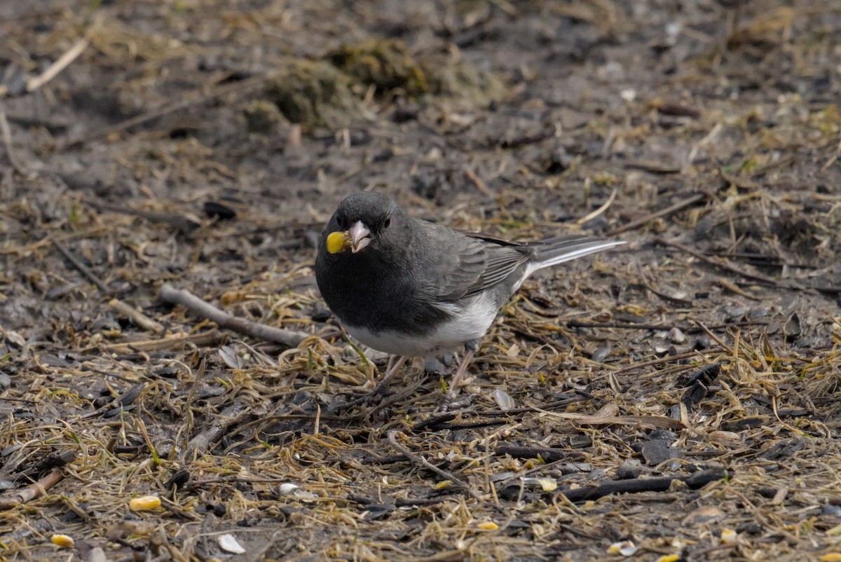 Dark-eyed Junco - ML643365516