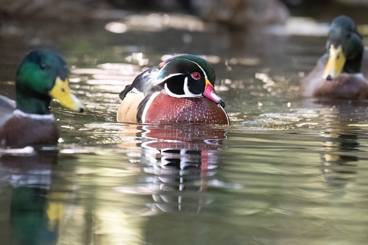 Wood Duck - ML643365525