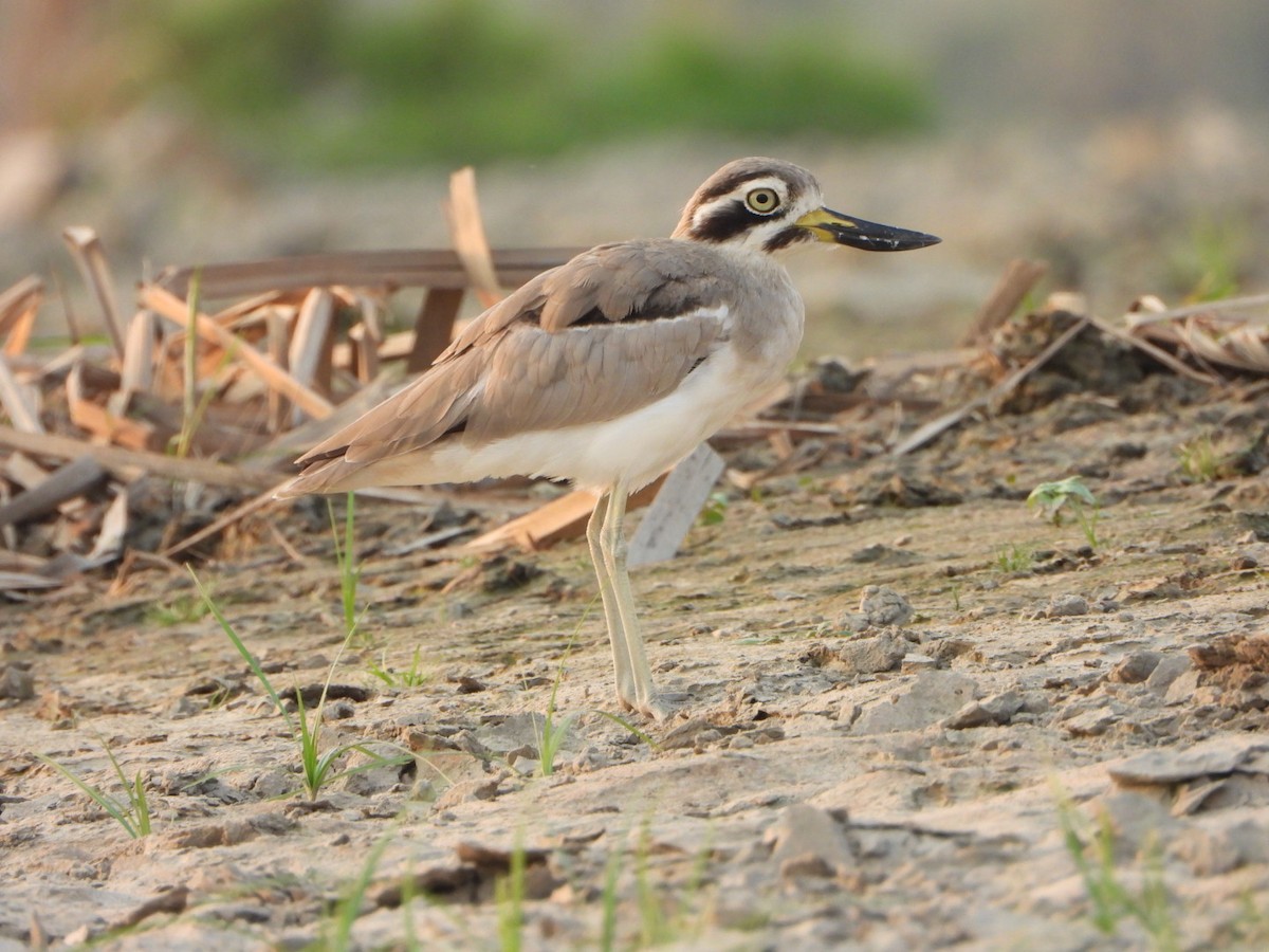 Great Thick-knee - ML643365526