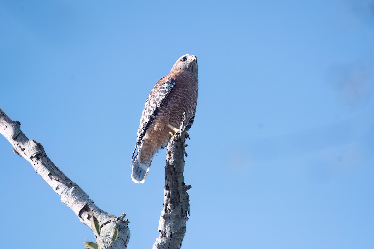 Red-shouldered Hawk - ML643365538