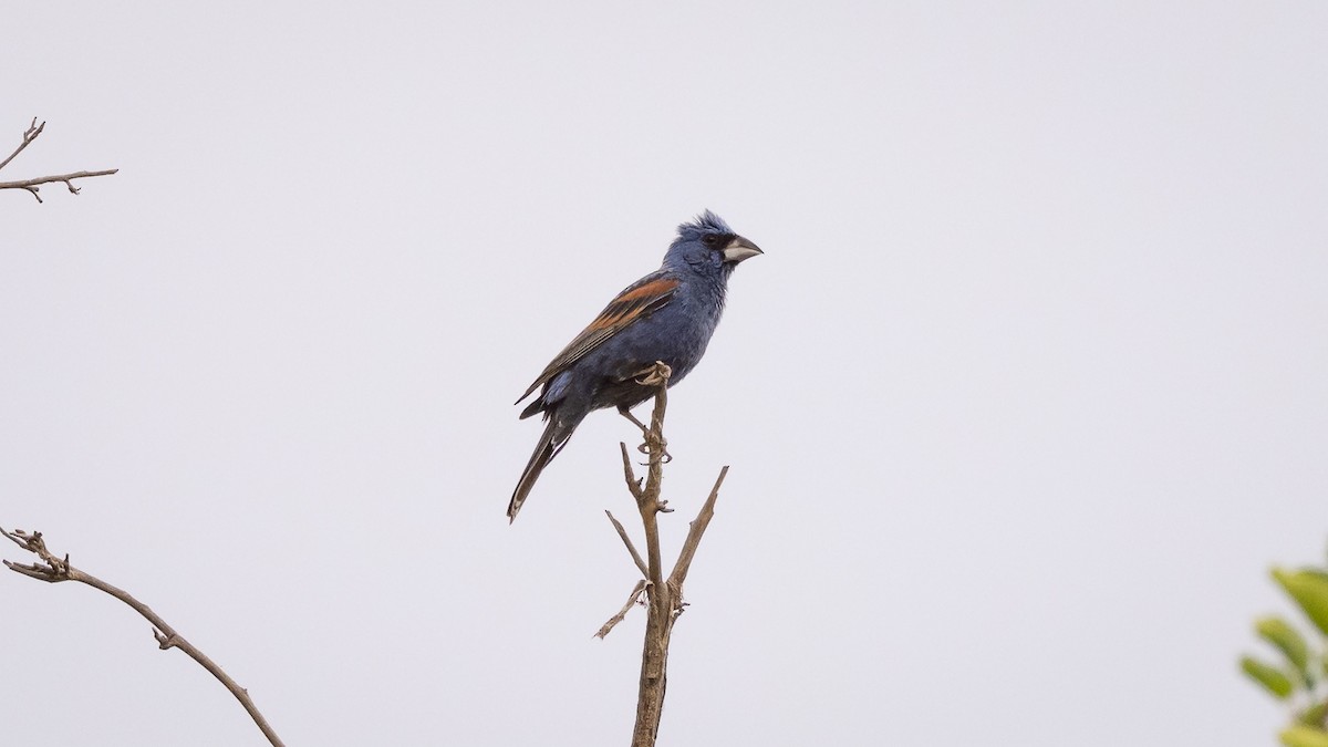 Blue Grosbeak - ML643365554