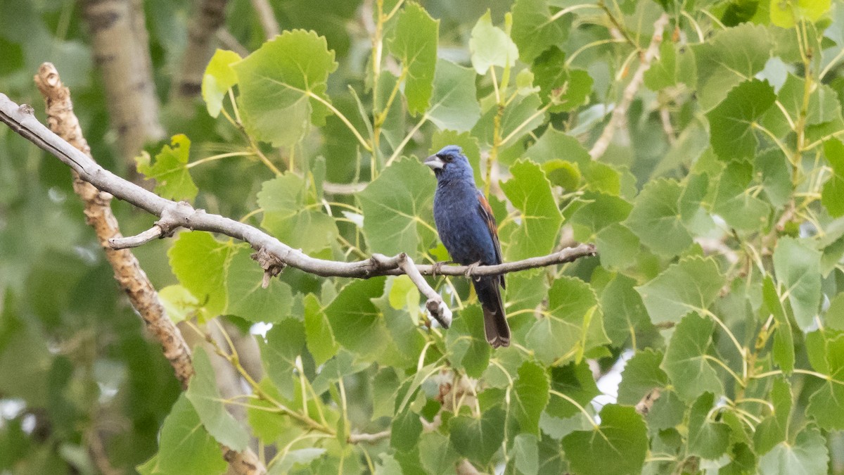 Blue Grosbeak - ML643365555