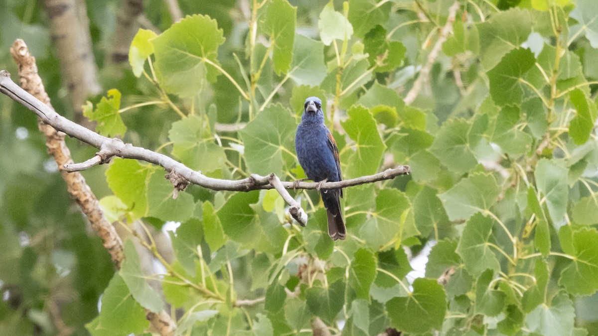 Blue Grosbeak - ML643365556