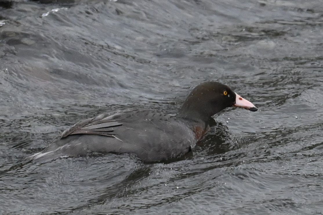 Blue Duck - ML643365571