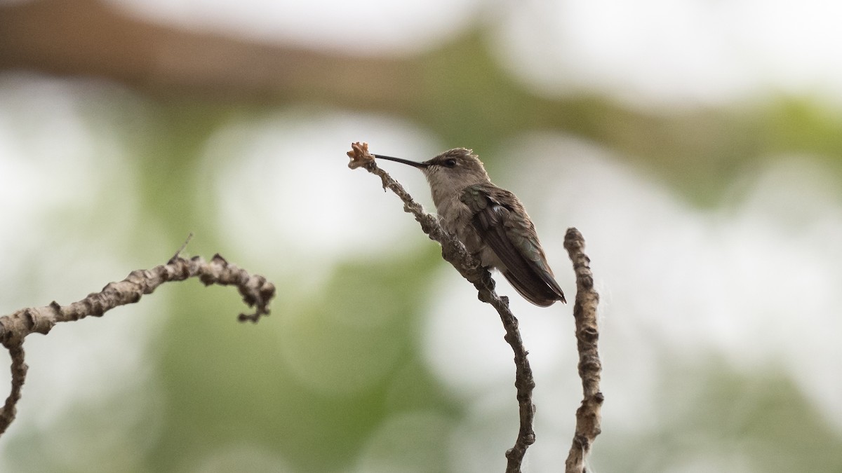 Black-chinned Hummingbird - ML643365574