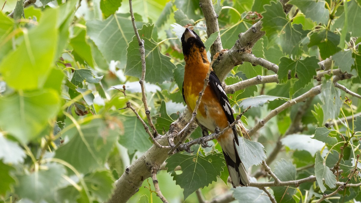 Black-headed Grosbeak - ML643365593