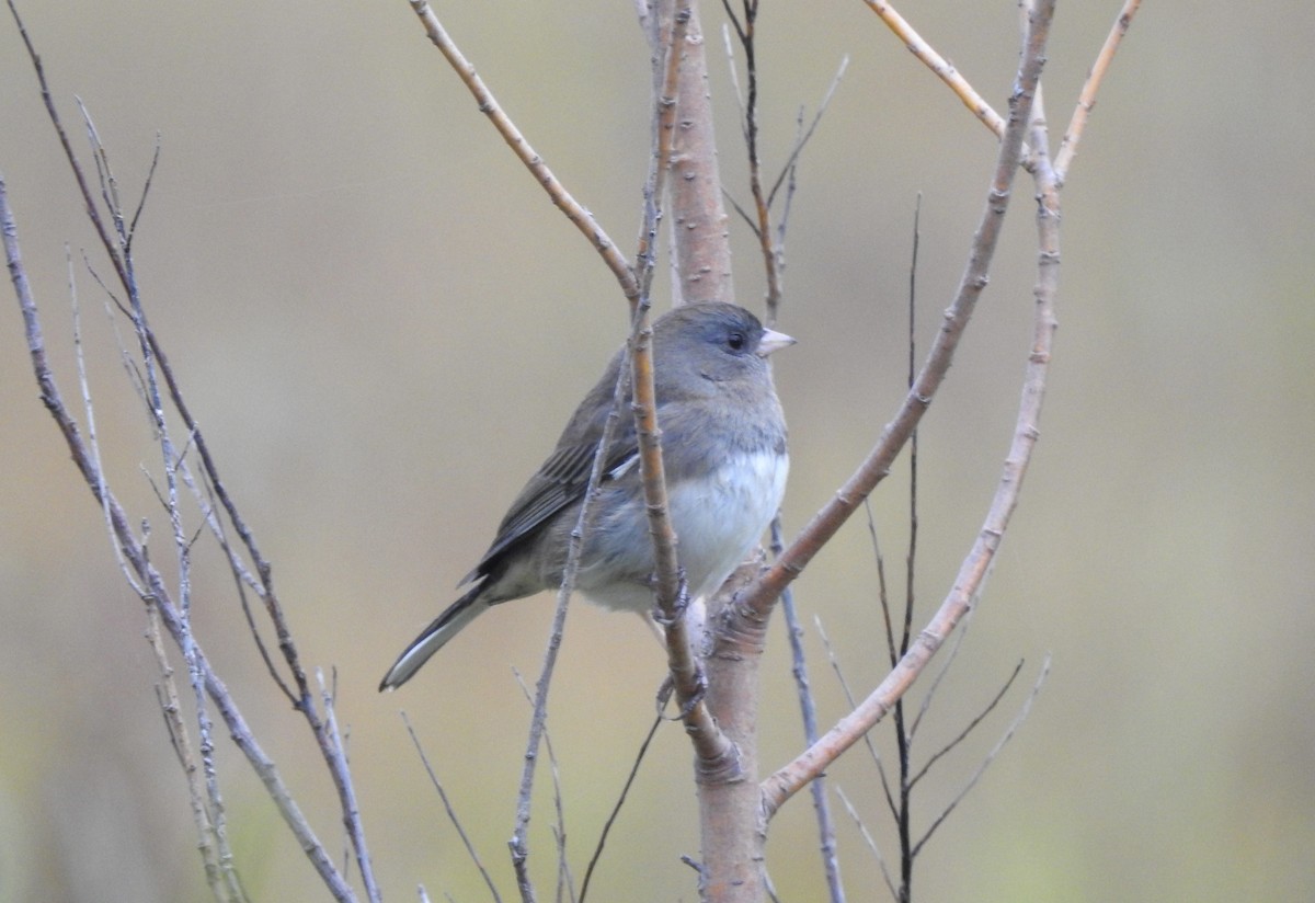 Dark-eyed Junco - ML643365608
