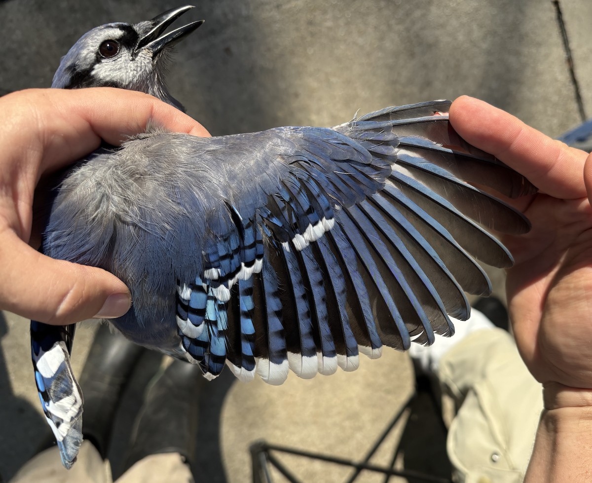 Blue Jay - ML643365665