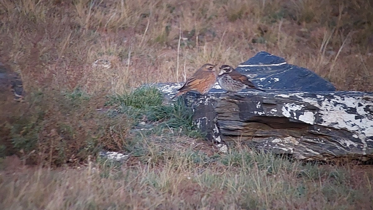 Dusky Thrush - ML643365684