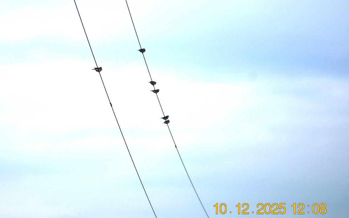 Eastern Bluebird - ML643365686