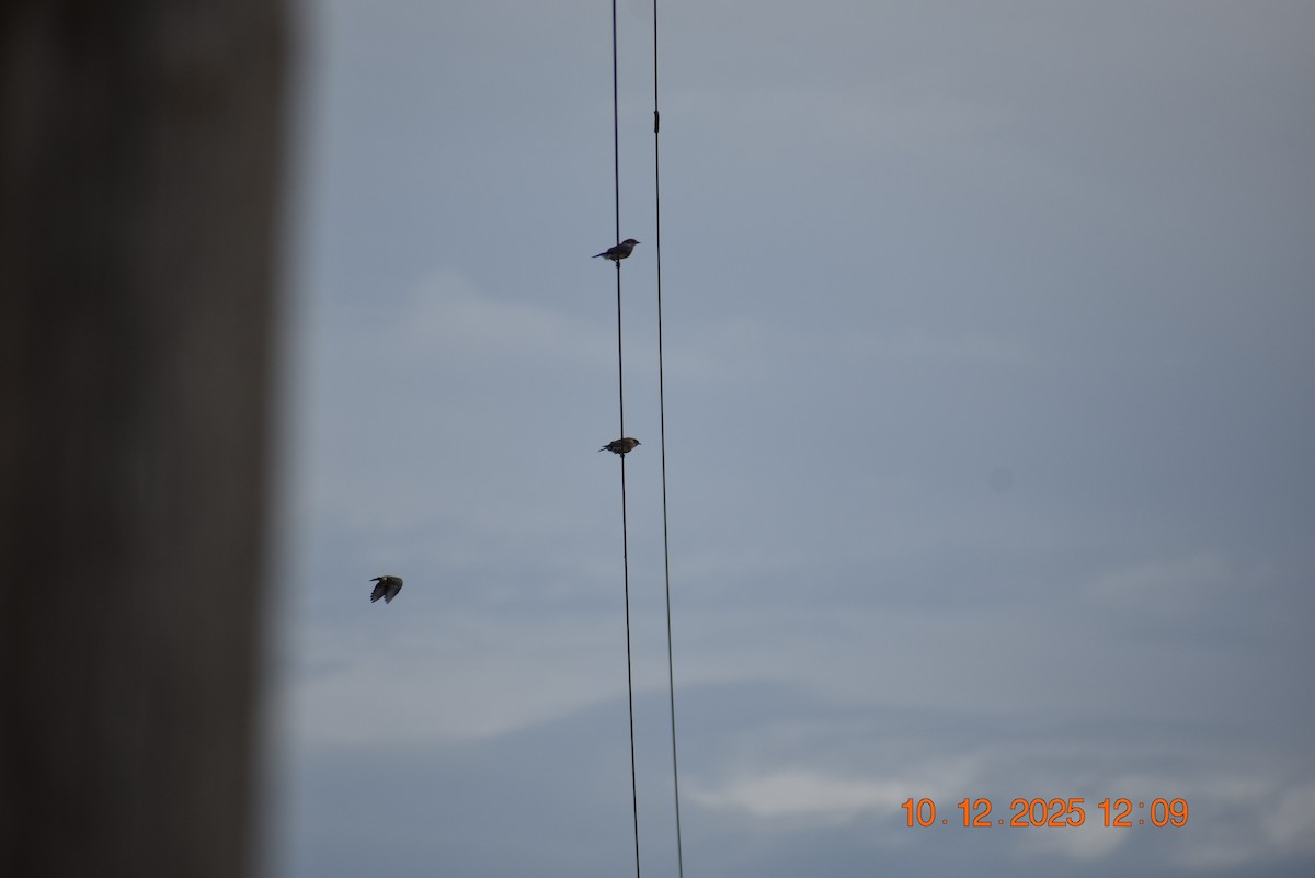 Eastern Bluebird - ML643365687