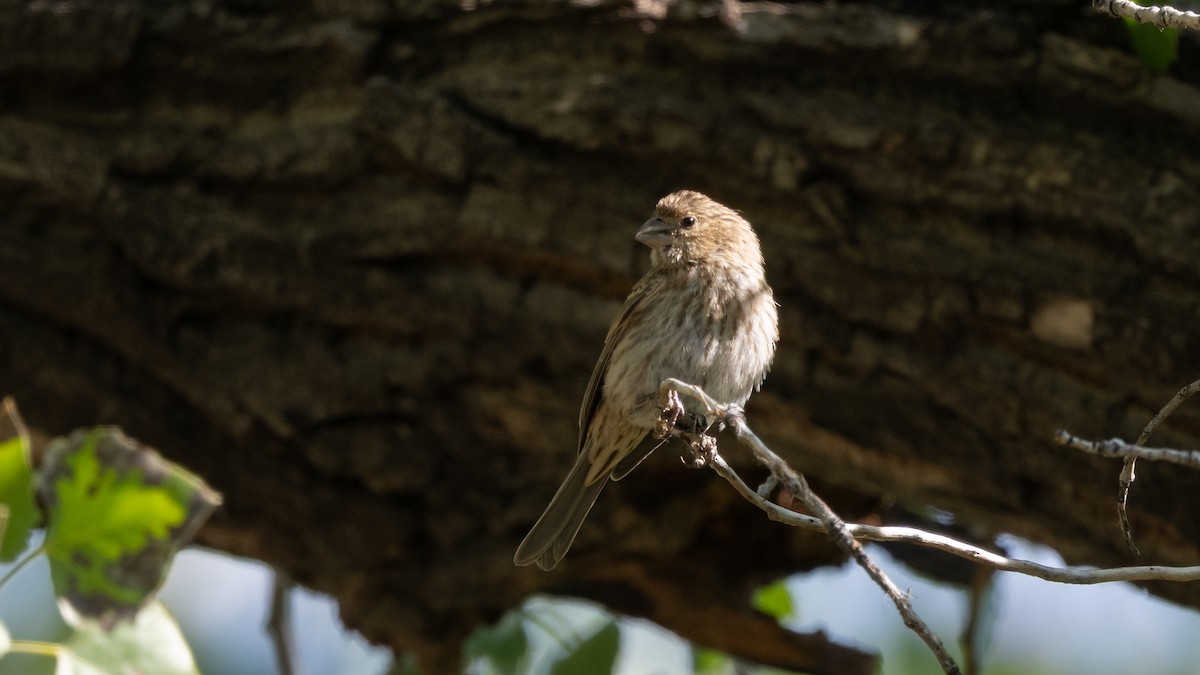 House Finch - ML643365698