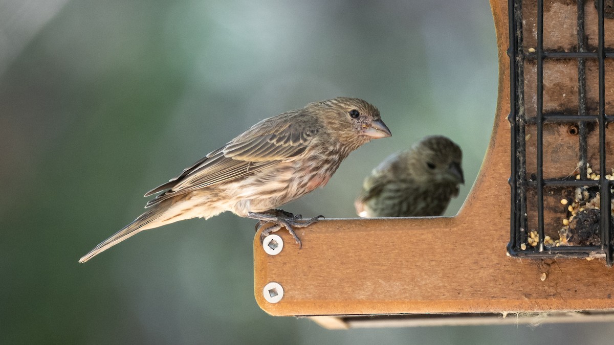 House Finch - ML643365699