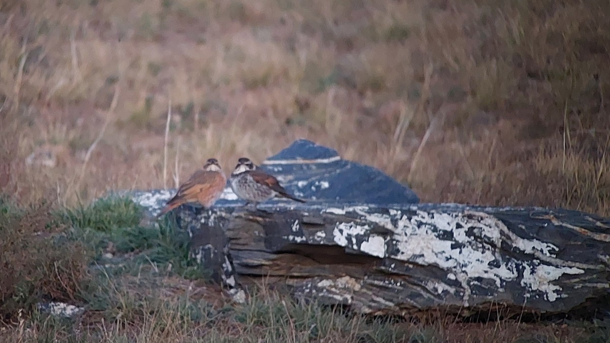 Naumann's Thrush - ML643365707