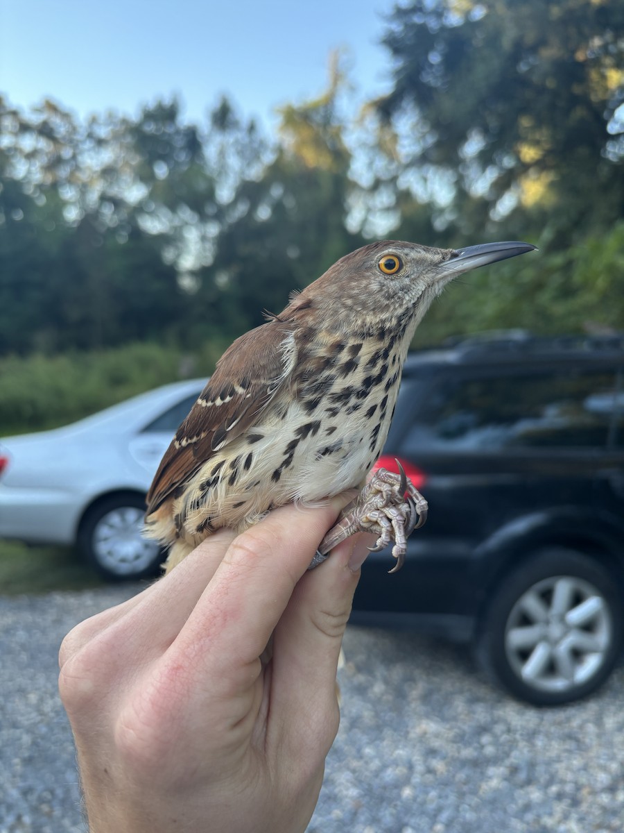 Brown Thrasher - ML643365712