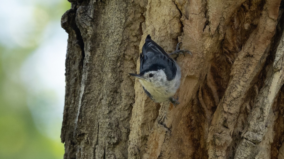 White-breasted Nuthatch - ML643365713