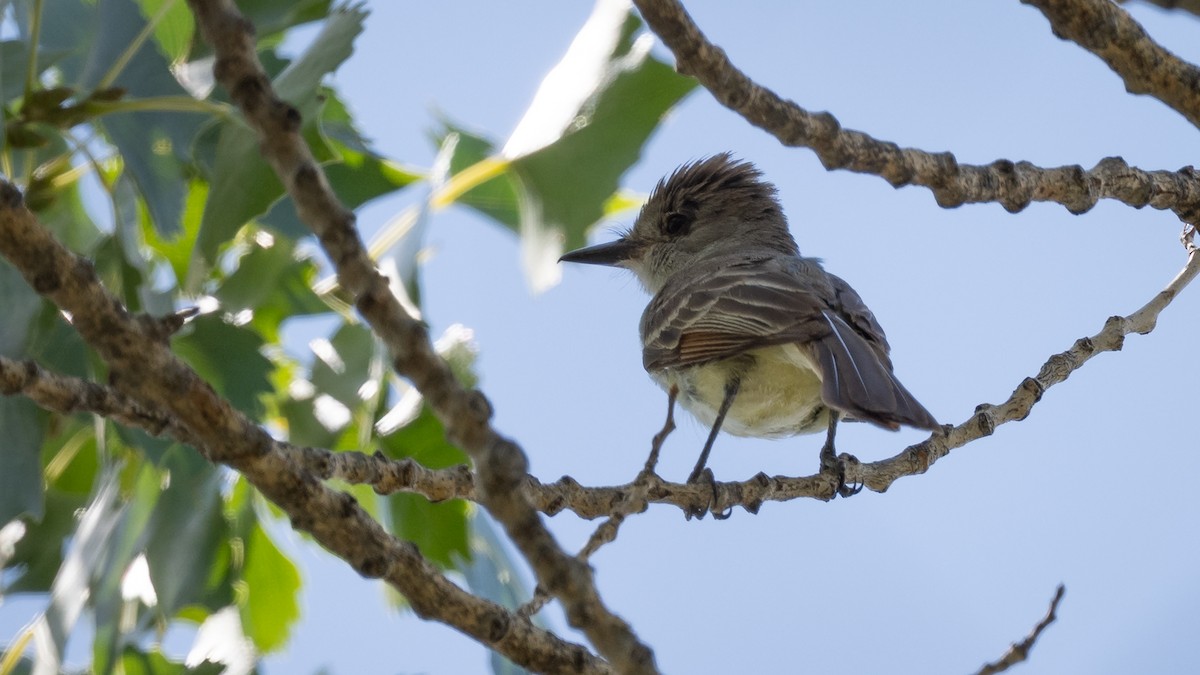 Ash-throated Flycatcher - ML643365719