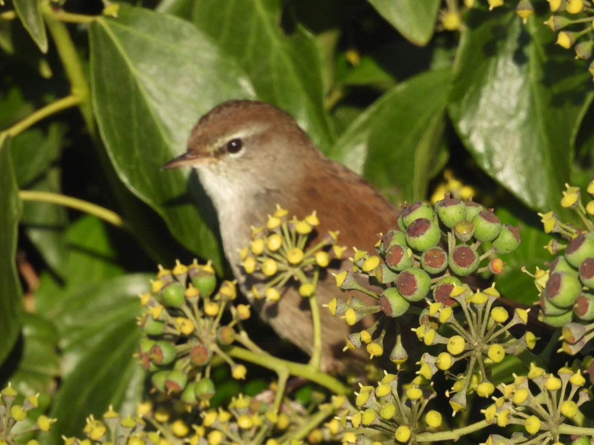 Cetti's Warbler - ML643365733