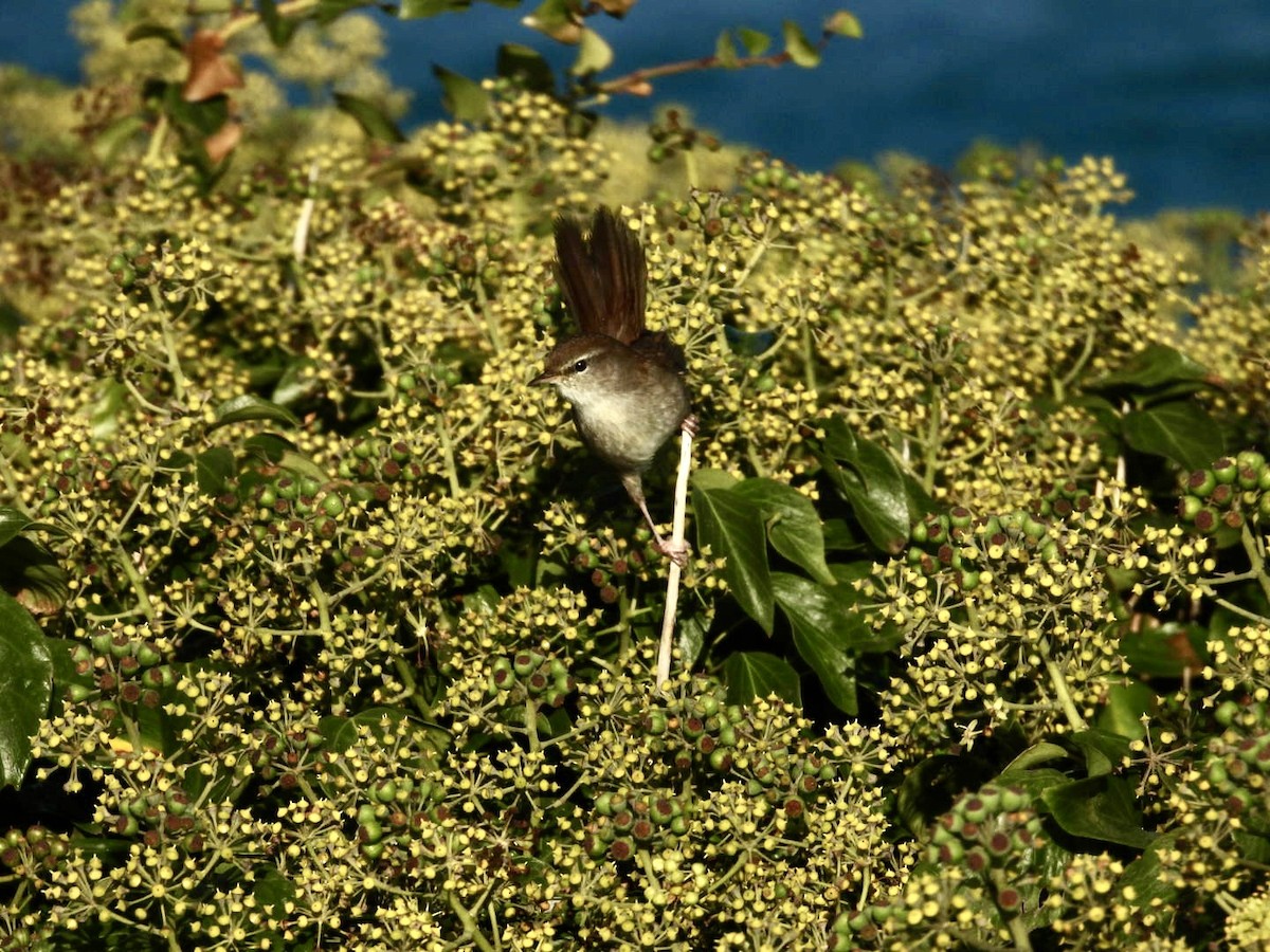 Cetti's Warbler - ML643365734