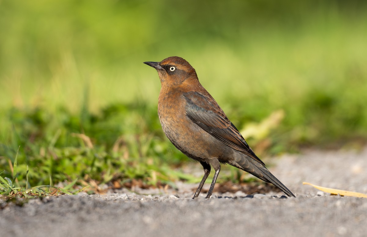 Rusty Blackbird - ML643365739