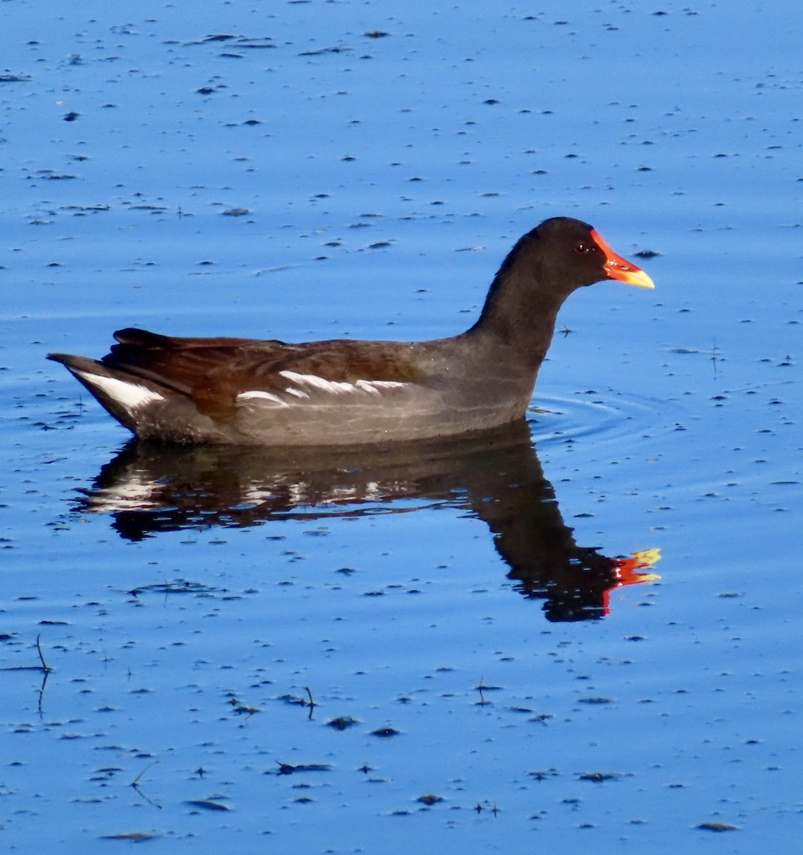 Common Gallinule - ML643365758