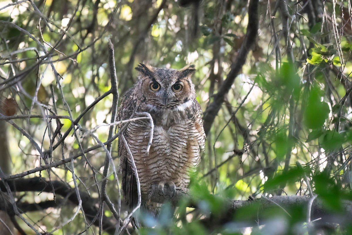 Great Horned Owl - ML643365764