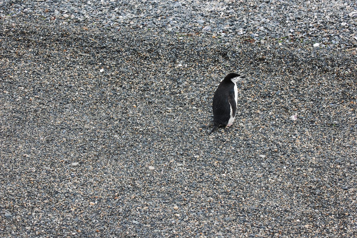Chinstrap Penguin - ML643365765