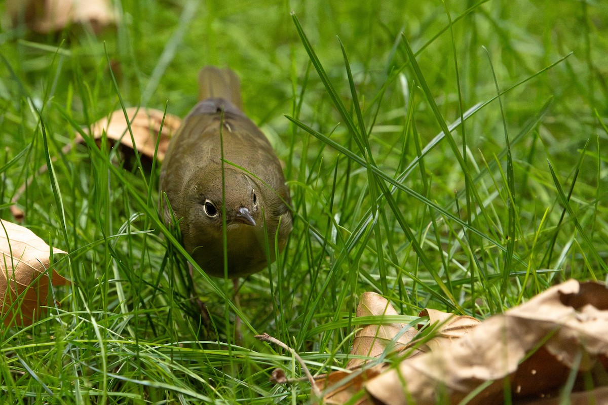 Connecticut Warbler - ML643365766