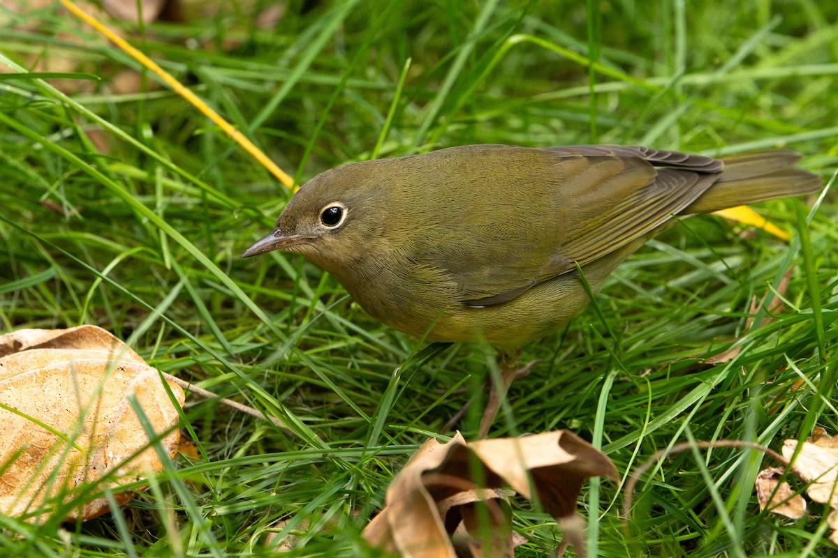 Connecticut Warbler - ML643365768