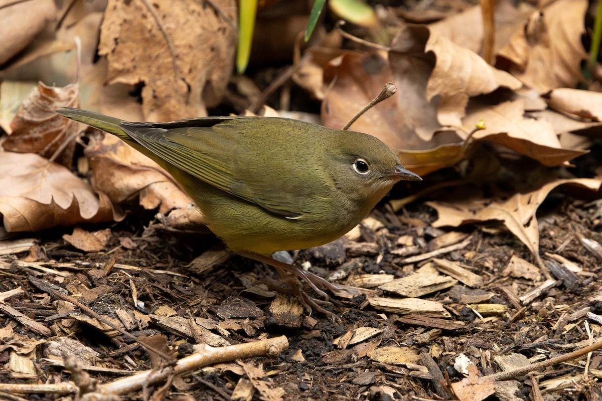 Connecticut Warbler - ML643365769