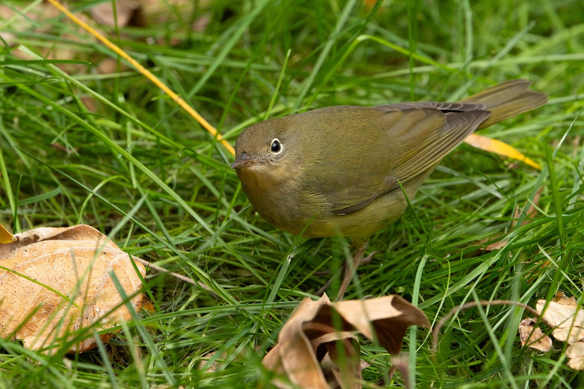 Connecticut Warbler - ML643365771