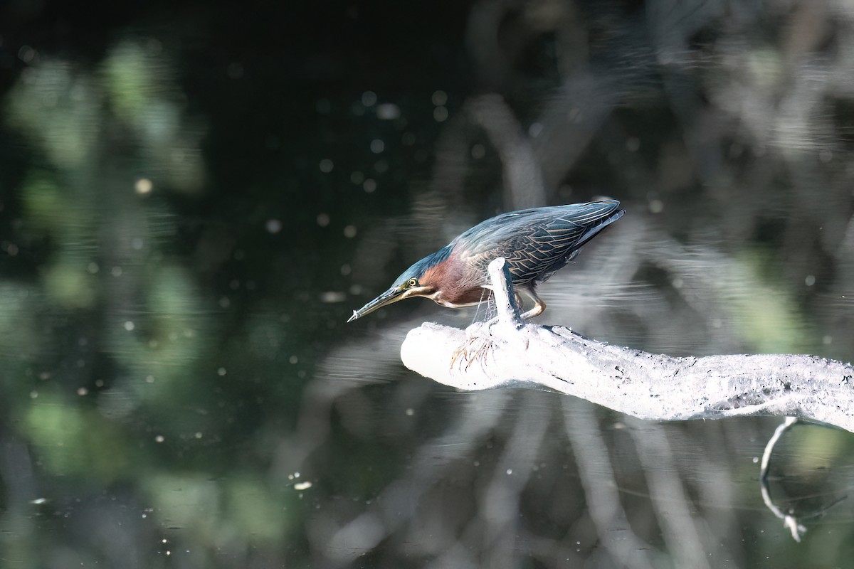 Green Heron - ML643365797