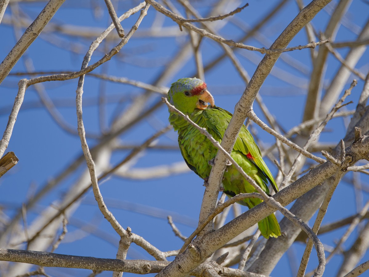 Lilac-crowned Amazon - ML643365803
