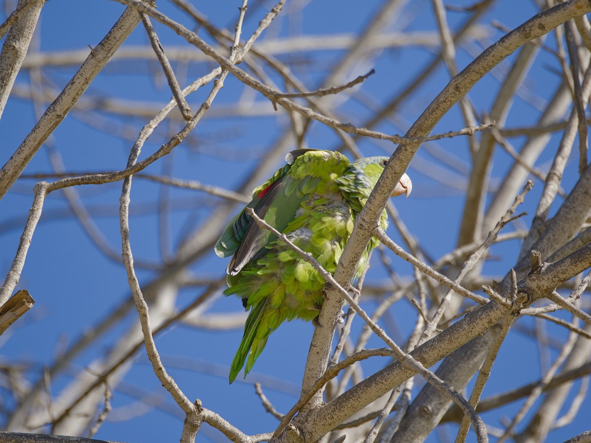 Lilac-crowned Amazon - ML643365804
