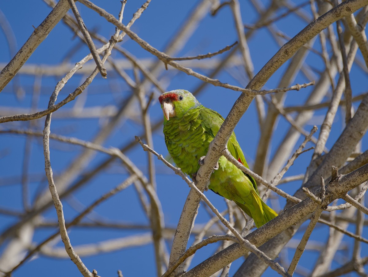 Lilac-crowned Amazon - ML643365807