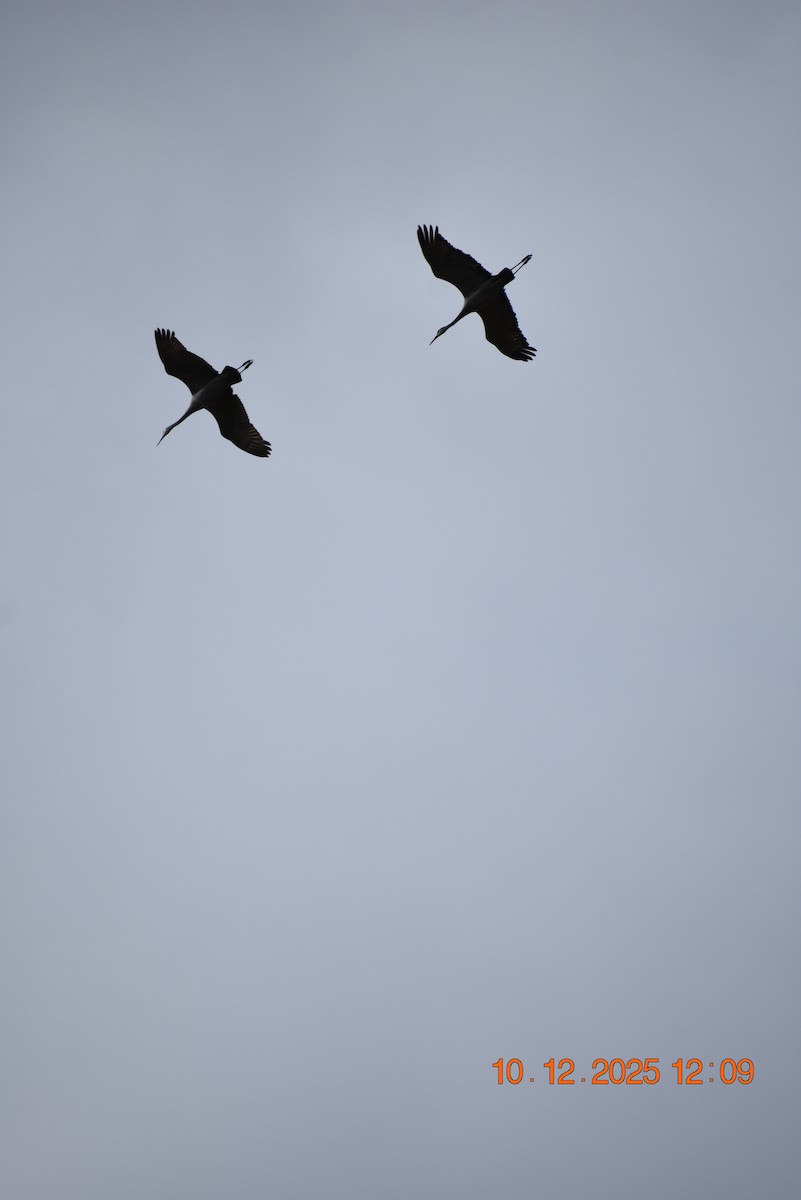 Sandhill Crane - ML643365819