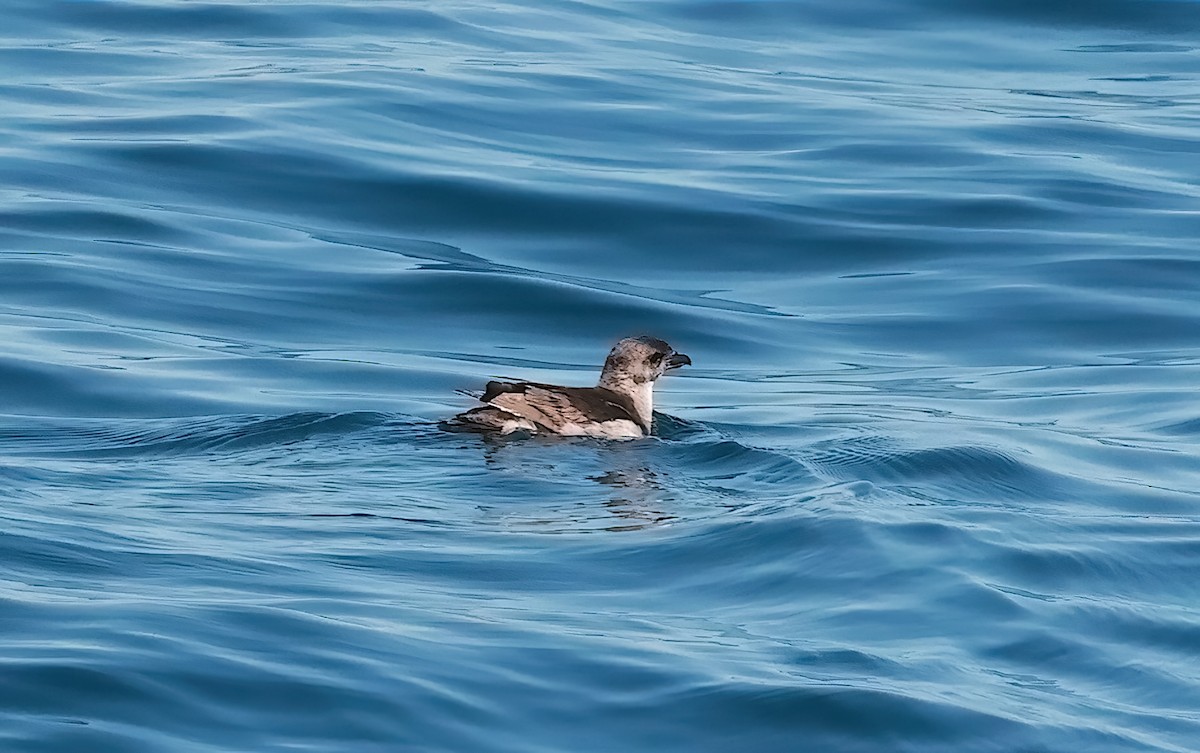 Puffinure plongeur - ML643365820