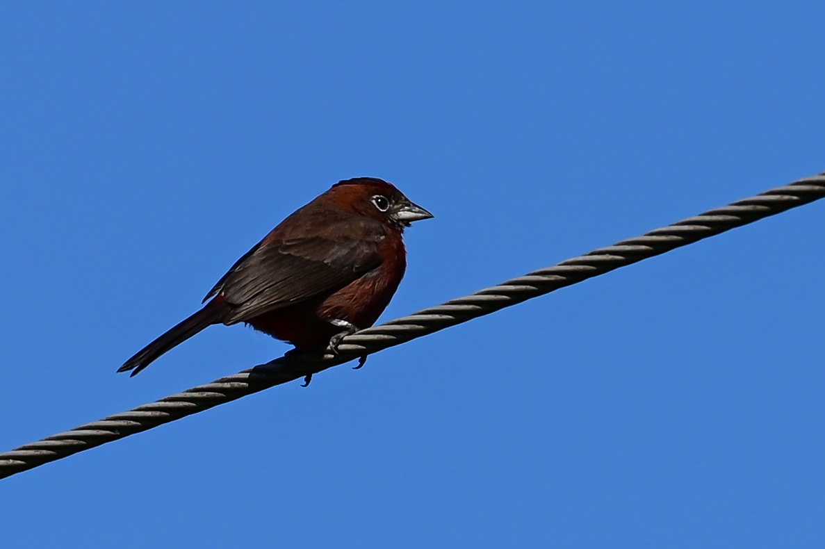 Red-crested Finch - ML643365847