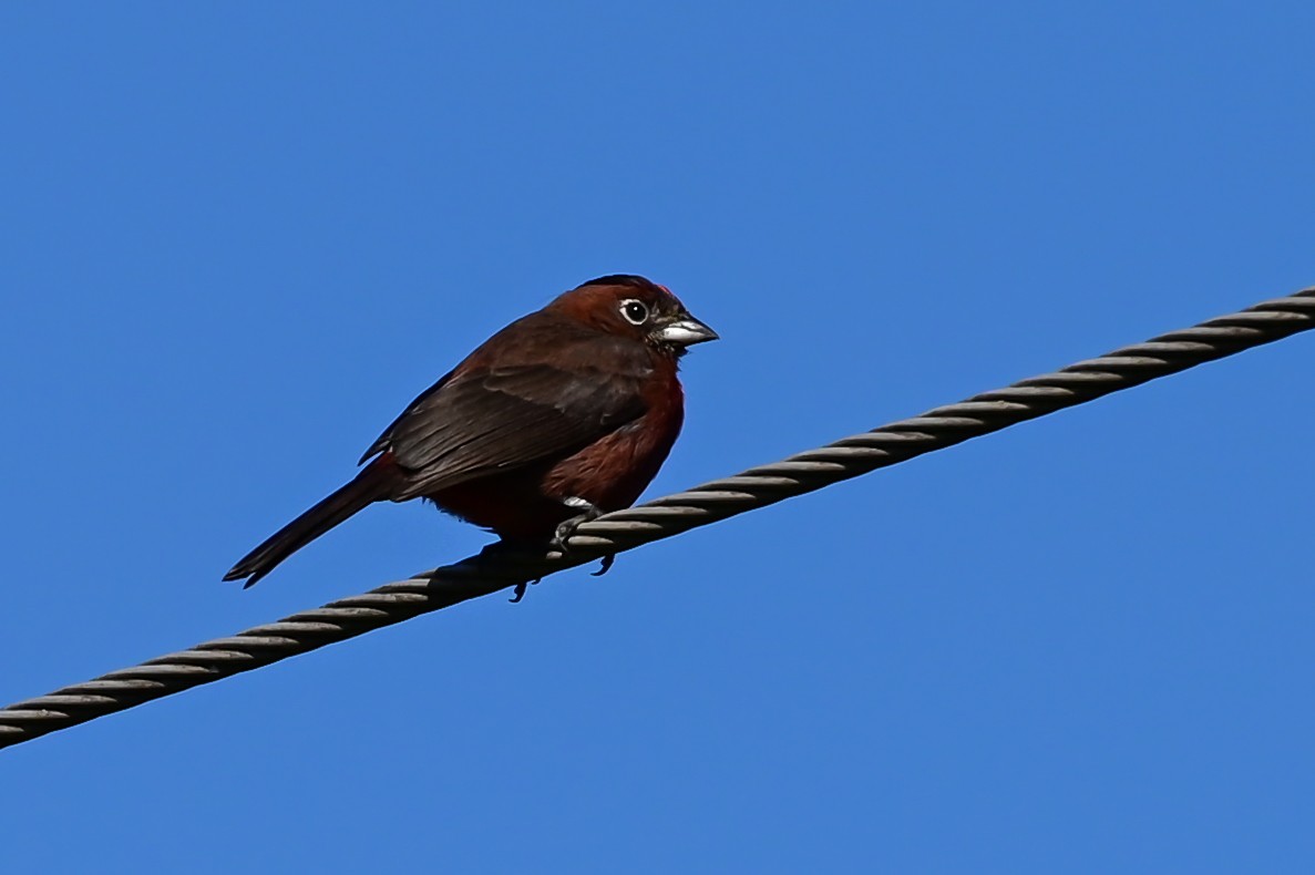 Red-crested Finch - ML643365848