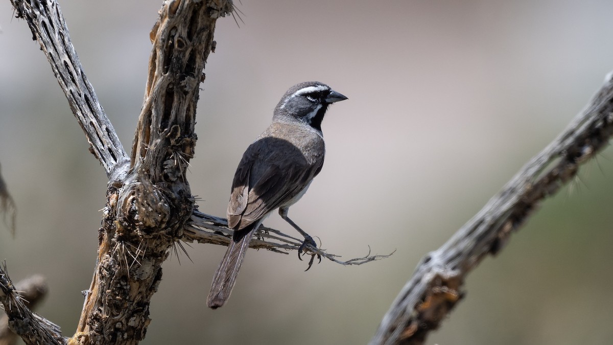 Black-throated Sparrow - ML643365869