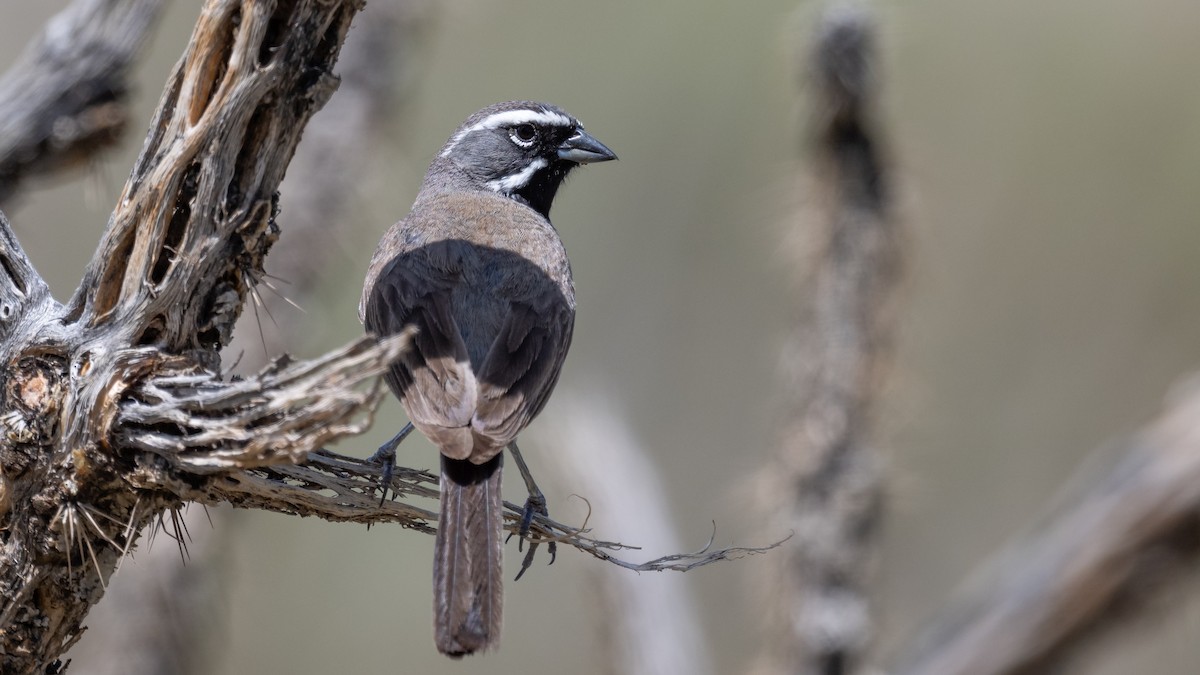 Black-throated Sparrow - ML643365870