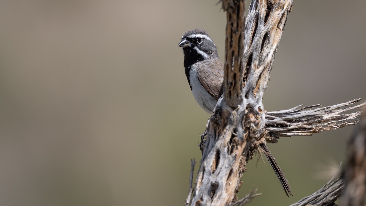 Black-throated Sparrow - ML643365871