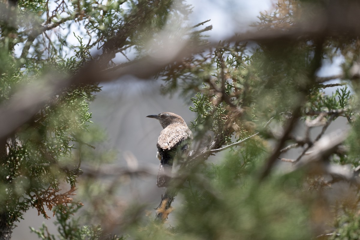 Cactus Wren - ML643365879