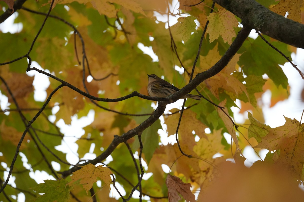 Yellow-rumped Warbler - ML643365884