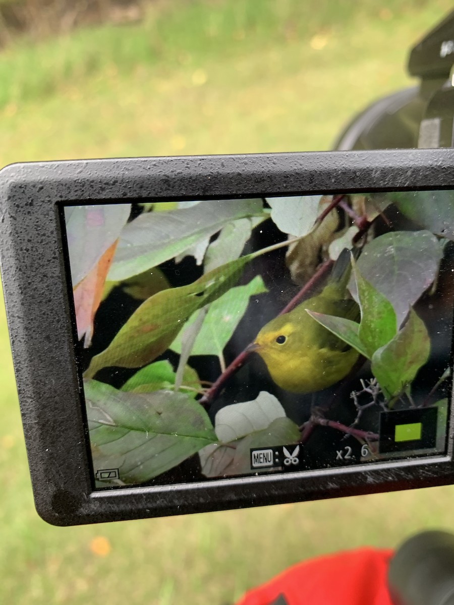 Wilson's Warbler - ML643365887
