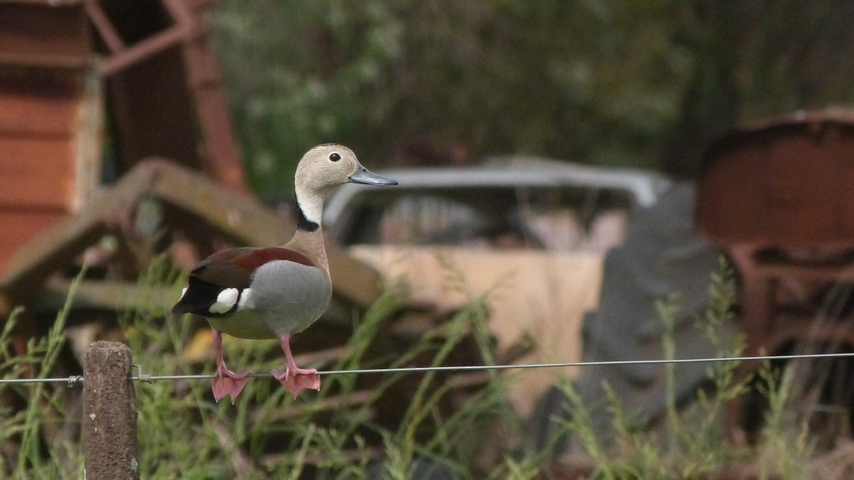 Ringed Teal - ML643365917