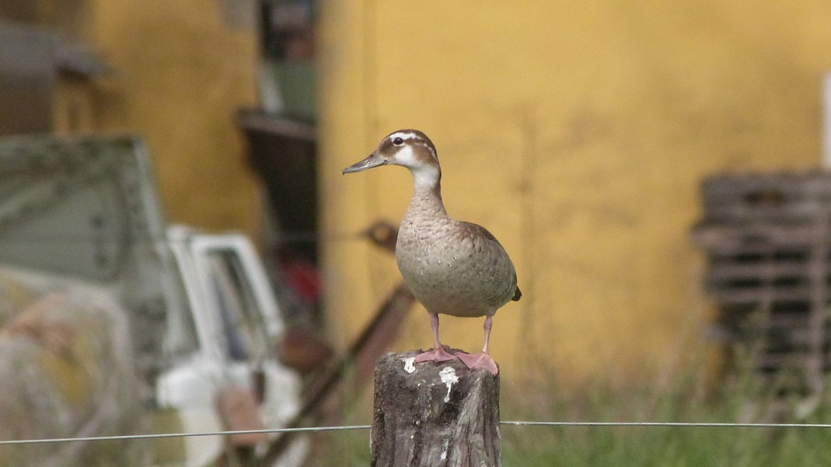 Ringed Teal - ML643365918